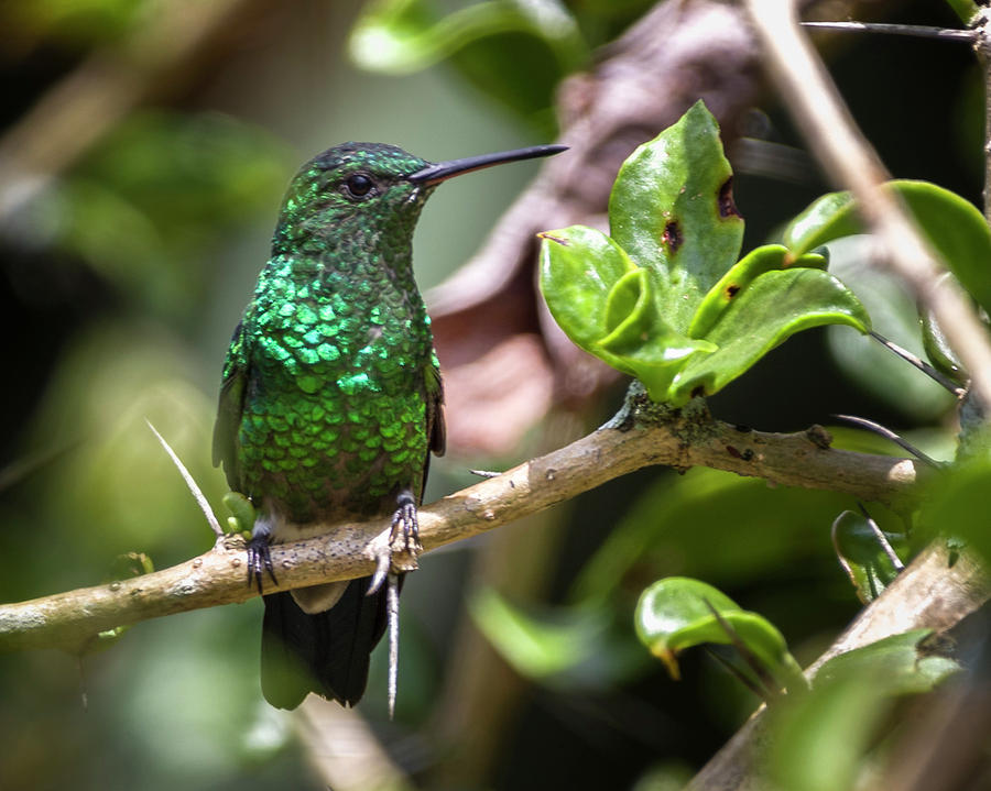 Western Emerald Hummingbird Jardin Botanico del Quindio Photograph by Adam Rainoff