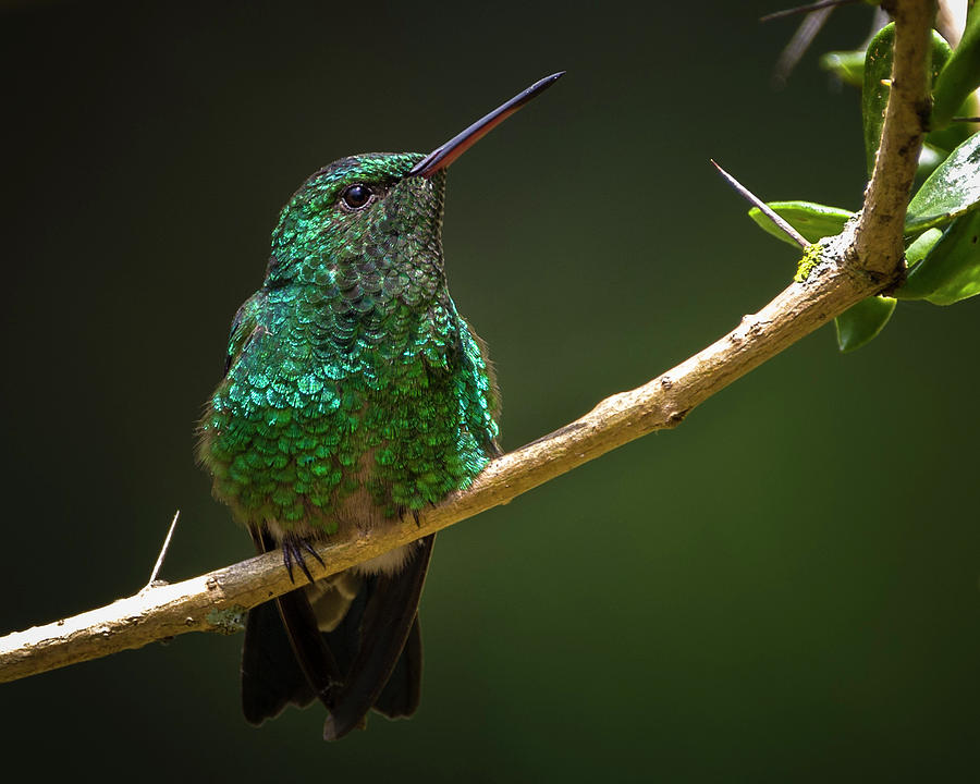 Western Emerald Hummingbird Jardin Botanico del Quindio Colombia #2 Photograph by Adam Rainoff