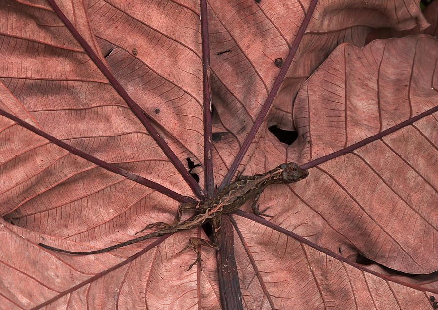 Animal Photograph - Western Leaf Lizard #2 by Michael Lustbader