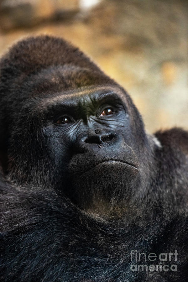 Western male gorilla sitting, Gorilla gorilla gorilla, in a zoo. #2 Photograph by Joaquin Corbalan
