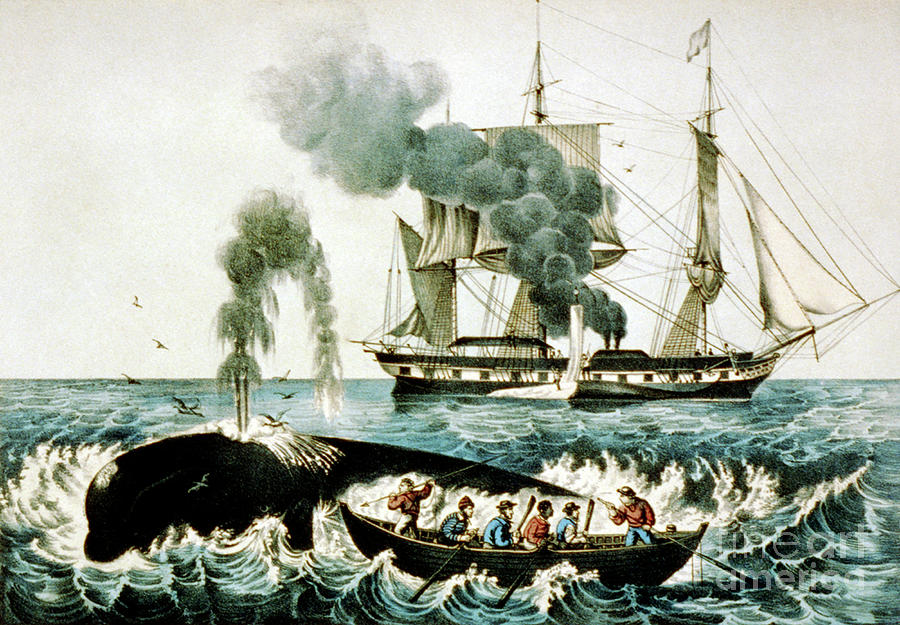 Whale Hunting #2 Photograph by Library Of Congress/science Photo Library