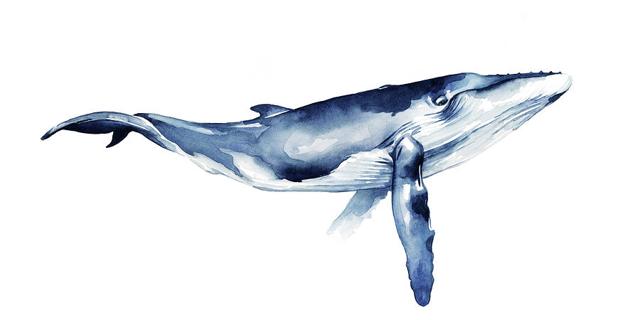 Animal Painting - Whale Portrait I #2 by Grace Popp