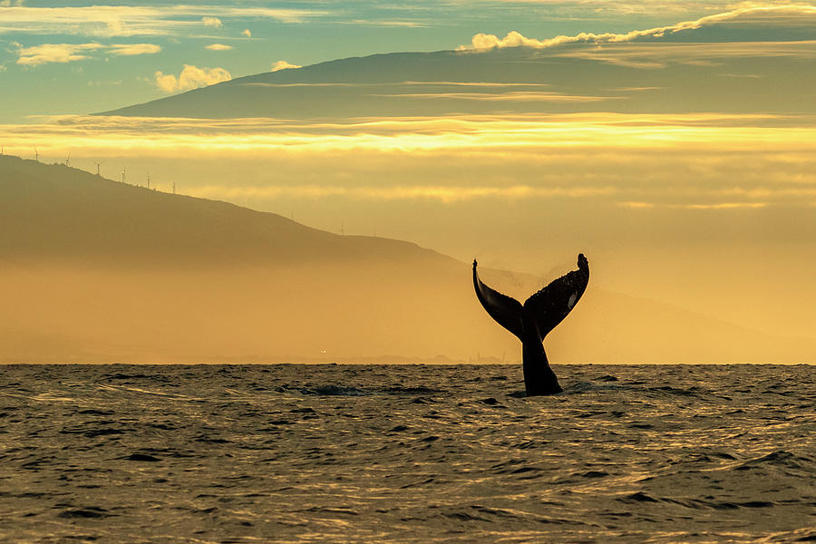 Whale Tale, Humpback Whale (megaptera #2 Photograph by Ralph Lee Hopkins Whale Tale, Humpback Whale (megaptera #2 Photograph by Ralph Lee Hopkins