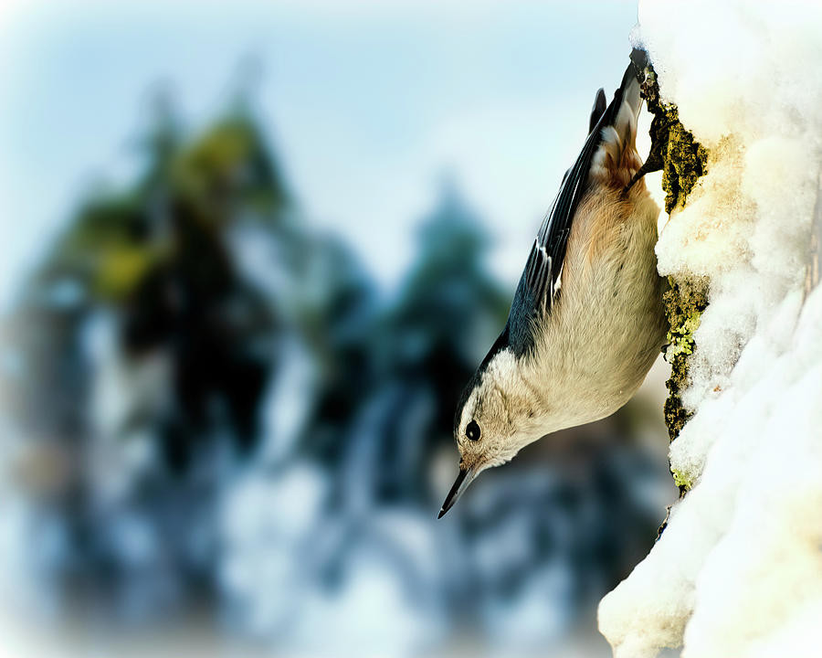 Bird Photograph - White Breasted Nuthatch In The Snow #1 by Bob Orsillo