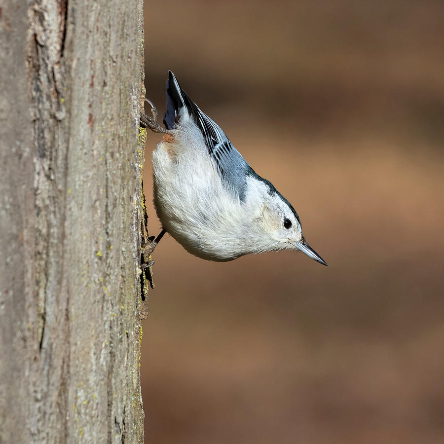 White-breasted Nuthatch Photograph by Ivan Kuzmin - Fine Art America