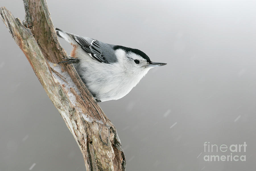 Wildlife Photograph - White-breasted Nuthatch #2 by Manuel Presti/science Photo Library