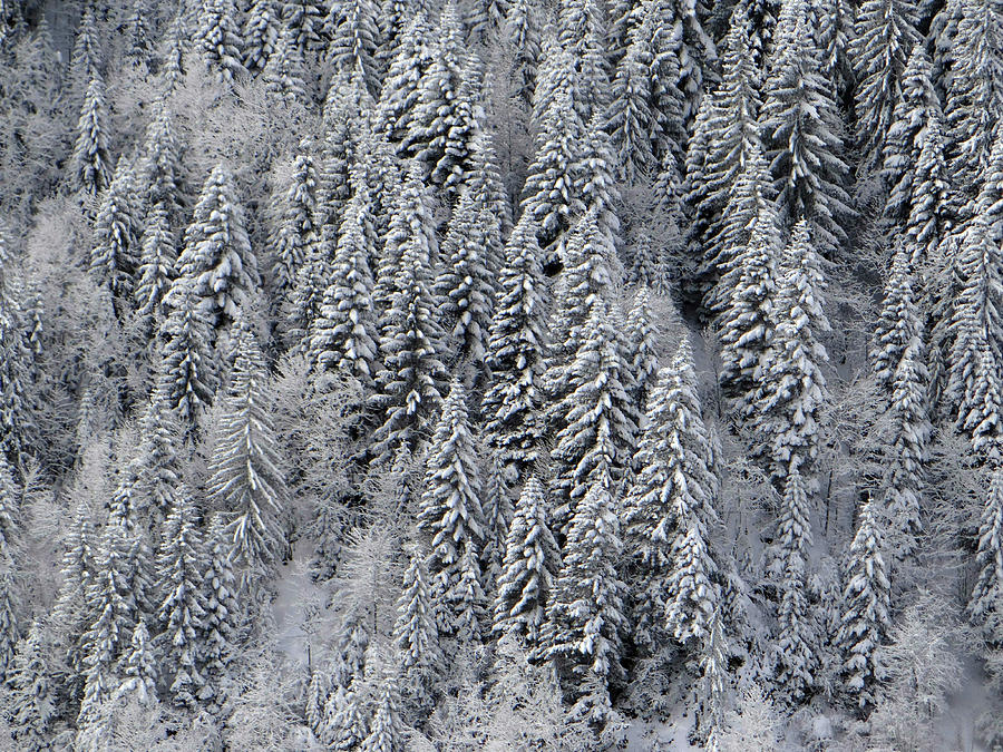 White conifer forest, on hillside #2 Photograph by Steve Estvanik