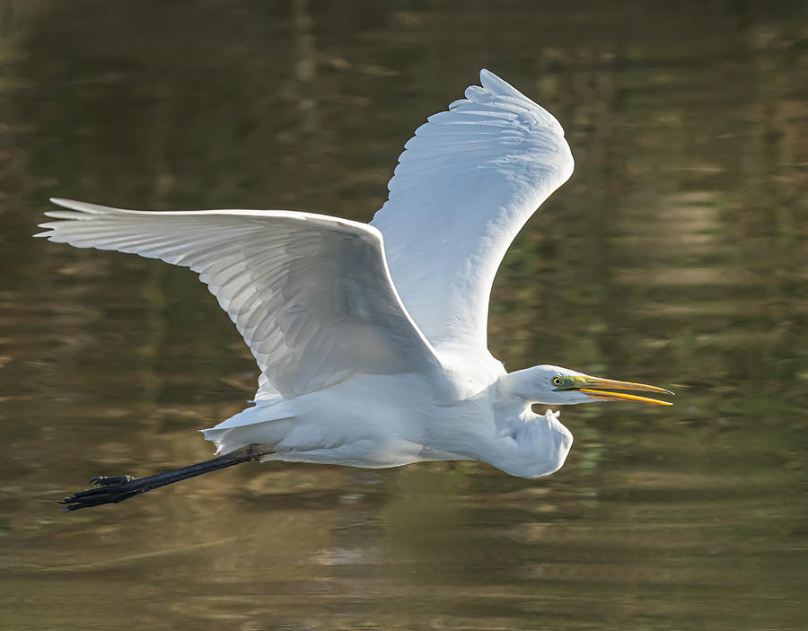 Animal Photograph - White  Egret #2 by Boris Lichtman
