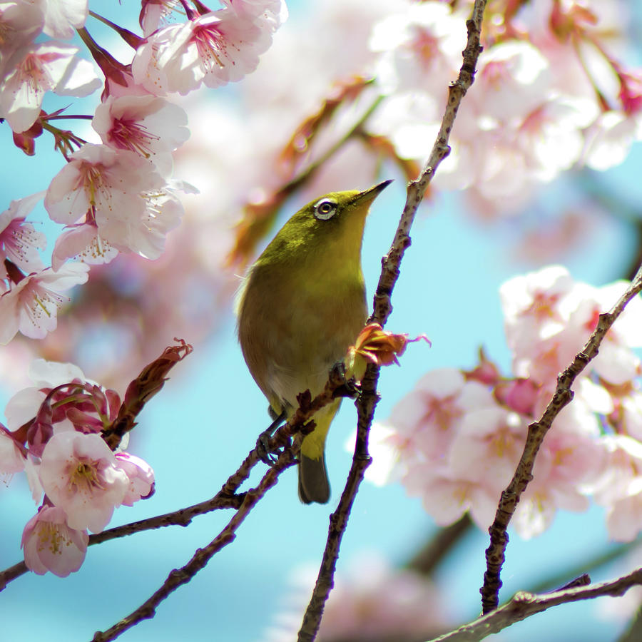 White-eye And Cherry Blossoms #2 Photograph by I Love Photo And Apple.