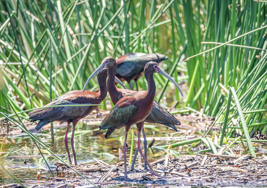 White Faced Ibis by Michael Chatt White Faced Ibis by Michael Chatt