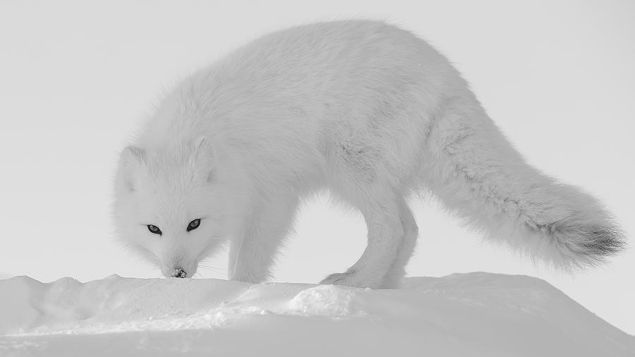 White Fox #2 Photograph by Phillip Chang