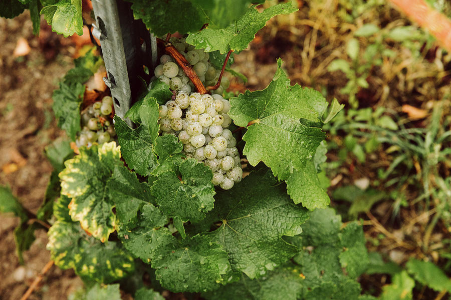 White Grapes On A Vine #2 Photograph by Jennifer Braun