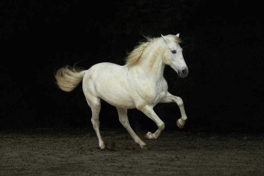 White Horse Galloping #2 Photograph by Christiana Stawski