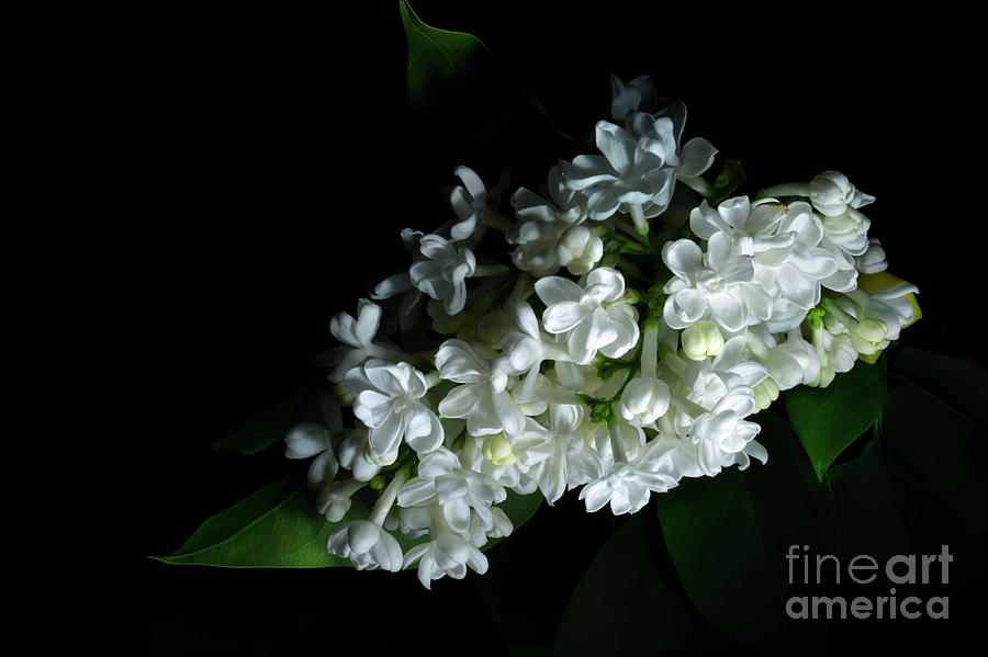 White Lilac #3 Photograph by Ann Garrett