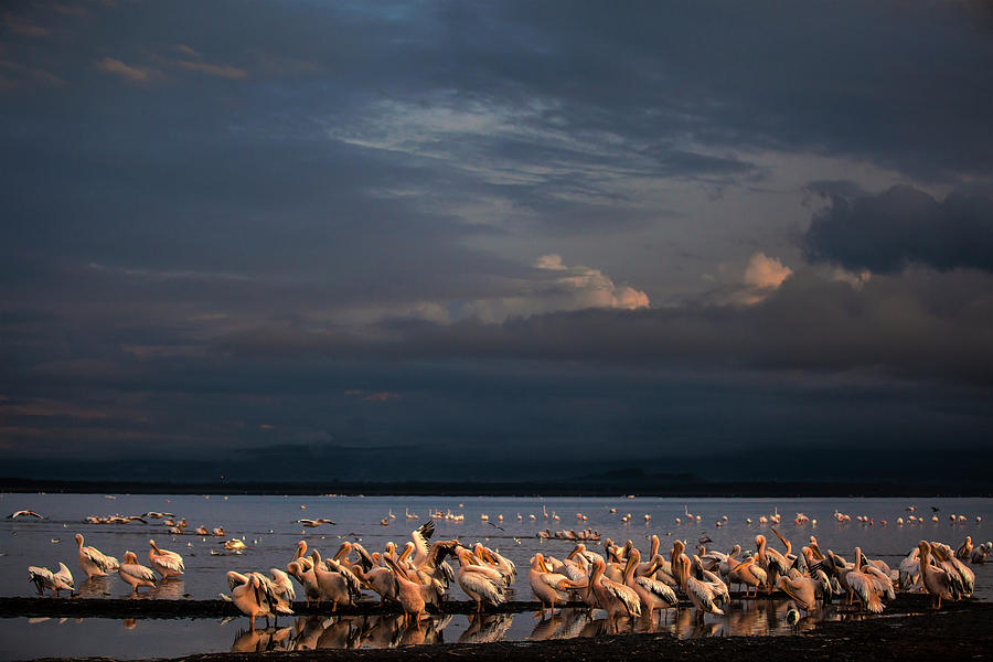 White Pelicans At Lake Nakuru #2 Photograph by Manoj Shah