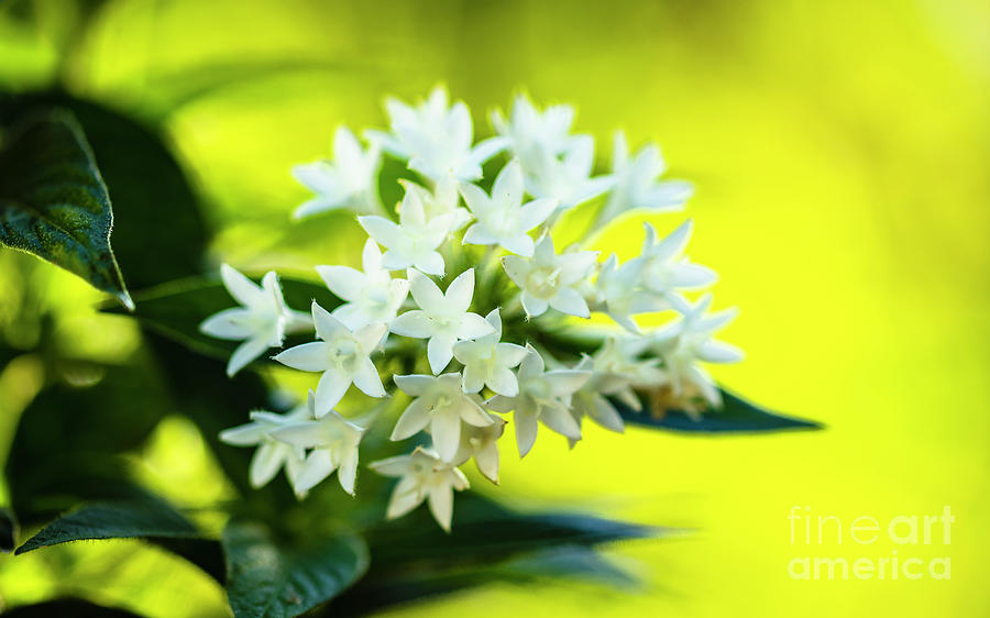 White Pentas Flowers #2 Photograph by Raul Rodriguez