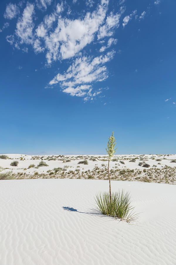 White Sands Impression Photograph by Melanie Viola - Fine Art America