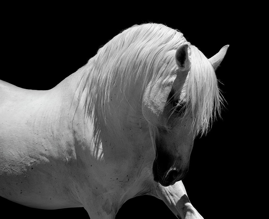 White Stallion Horse Andalusian Bw #2 Photograph by 66north