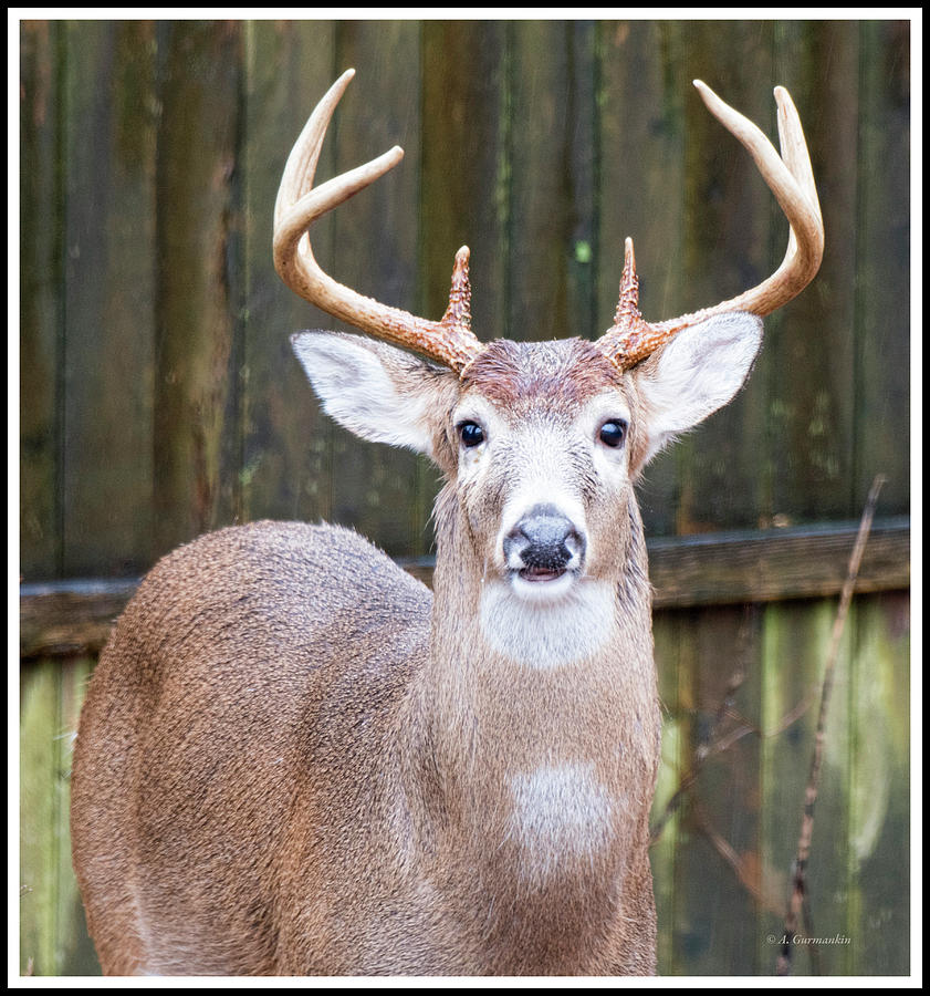 White-tailed Deer, Buck with Antlers #2 Photograph by A Macarthur Gurmankin