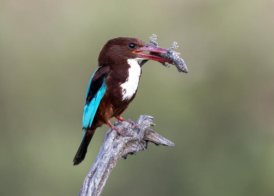White-throated Kingfisher #2 Photograph by Eyal Amer