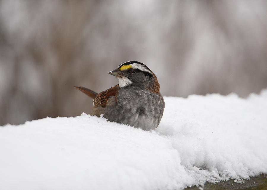 White- Throated Sparrow Photograph by Ann Bridges