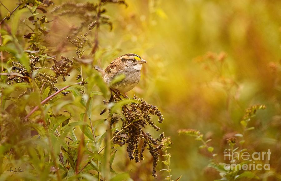 White Throated Sparrow #2 Photograph by Heather Hubbard