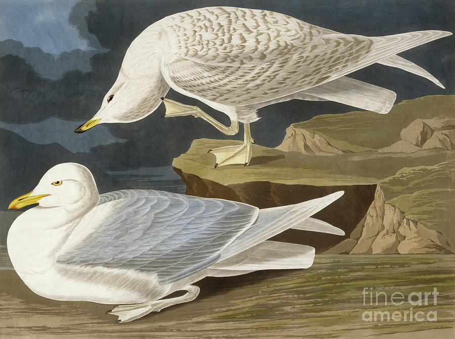 White Winged Silvery Gull Painting by John James Audubon