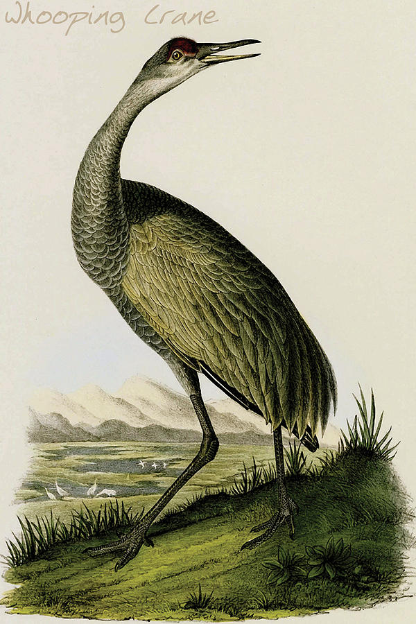 Bird Painting - Whooping Crane #2 by John James  Audubon