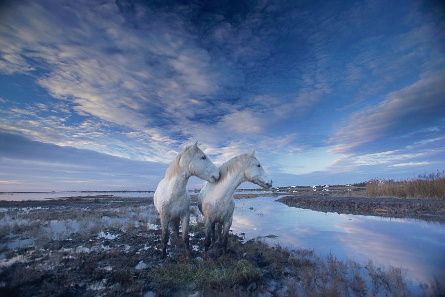Wild Horses Equus Caballus France #2 Photograph by Art Wolfe