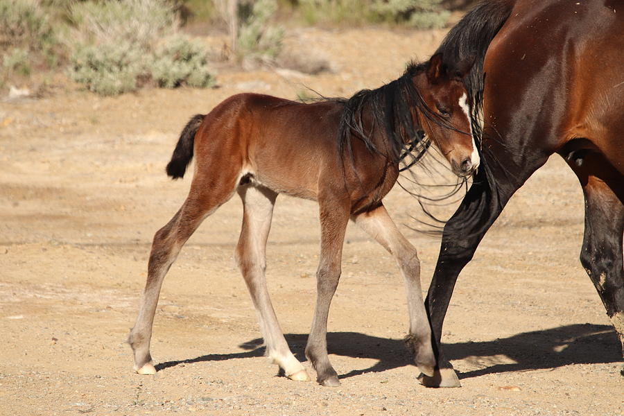 Wild Mustang Foal by Paul Comish Wild Mustang Foal by Paul Comish