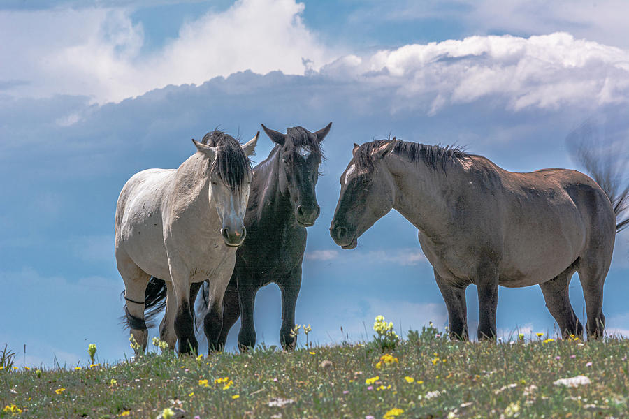 Wild Mustangs of Montana #1 Photograph by Douglas Wielfaert