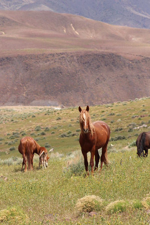 Wild Mustangs by Paul Comish Wild Mustangs by Paul Comish