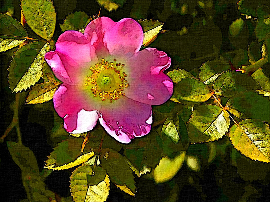 Wild Rose #2 Photograph by Robert Bissett
