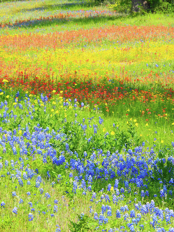 Blue Bonnet Photograph - Wildflowers Along Highway 29 by Sylvia Gulin Blue Bonnet Photograph - Wildflowers Along Highway 29 by Sylvia Gulin