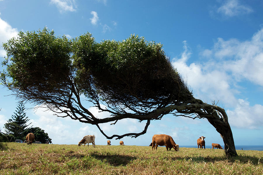 Wind Bend Trees At Point Howe In The Far North Of The Island, Australia #2 Photograph by Don Fuchs