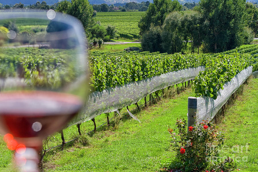 Wineglass in vineyard Photograph by Patricia Hofmeester