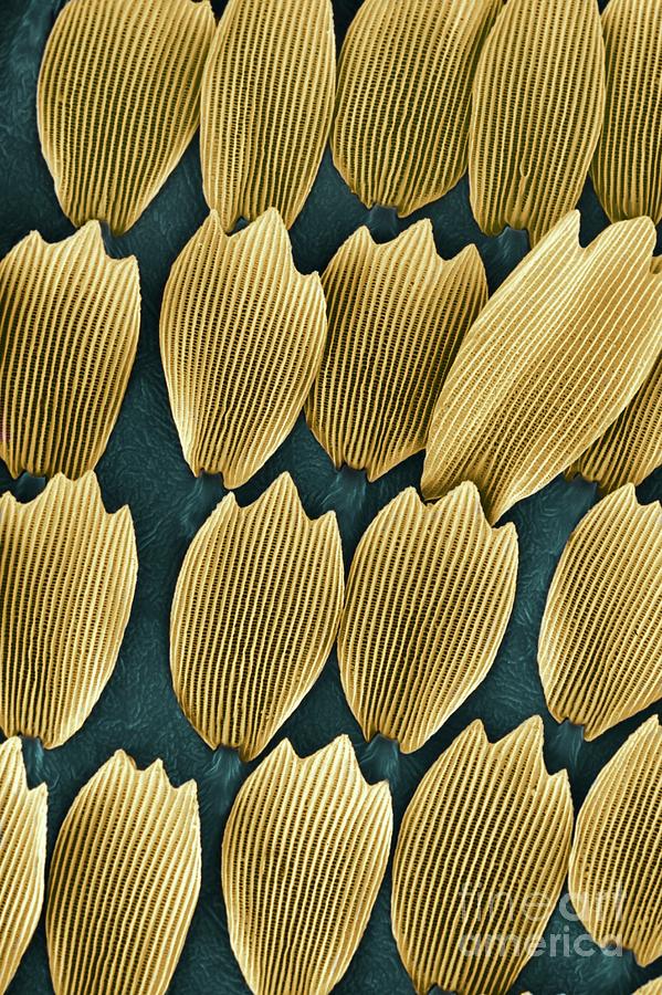 Wing Scales Of Gonepteryx Rhamn #2 Photograph by Dr Jeremy Burgess/science Photo Library