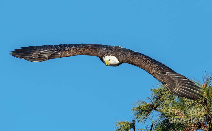 Eagle Photograph - Wingspan by Mike Dawson Eagle Photograph - Wingspan by Mike Dawson