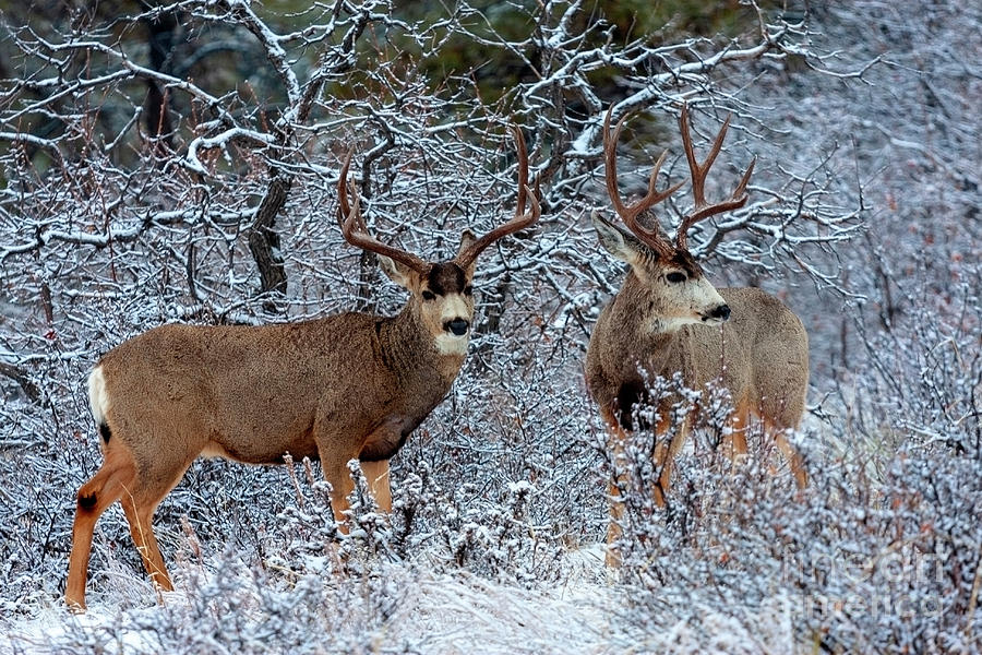Winter Bucks #3 Photograph by Steven Krull