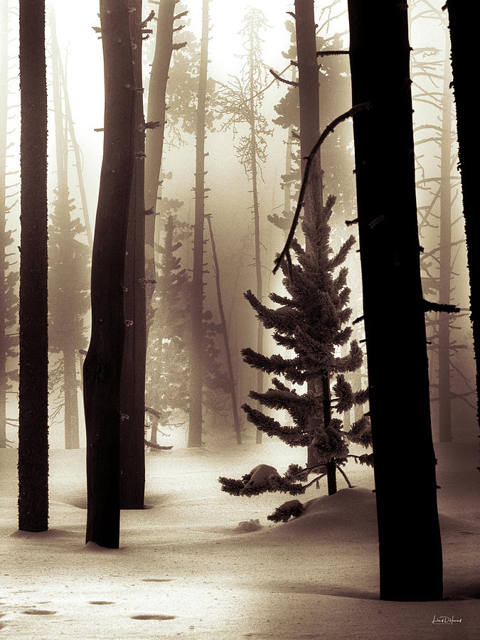 Winter Forest #2 Photograph by Leland D Howard
