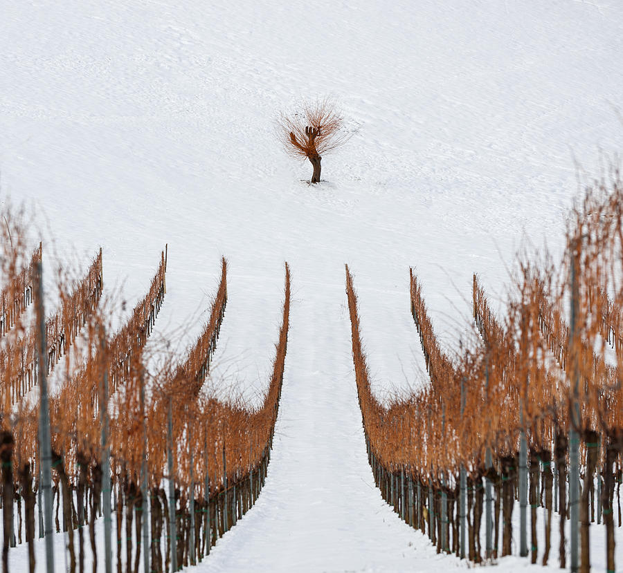 Winter #2 Photograph by Jure Kravanja