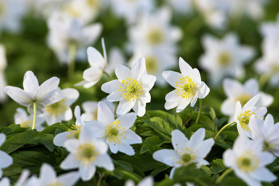Wood Anemone In Beech Forest In Spring, Anemone Nemorosa, Hainich National Park, Thuringia, Germany, Europe #2 Photograph by Konrad Wothe