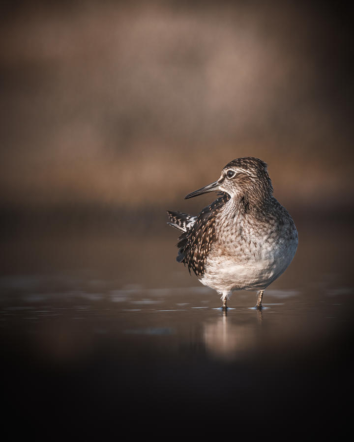 Wildlife Photograph - Wood Sandpiper On Migration #2 by Magnus Renmyr