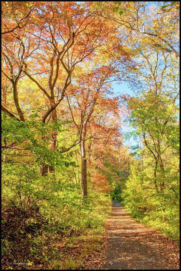 Woodland Path, Autumn, Montgomery County, Pennsylvania Photograph by A ...