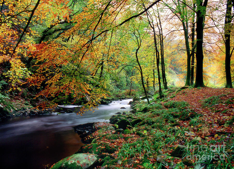Nature Photograph - Woodland River #2 by Dr Keith Wheeler/science Photo Library
