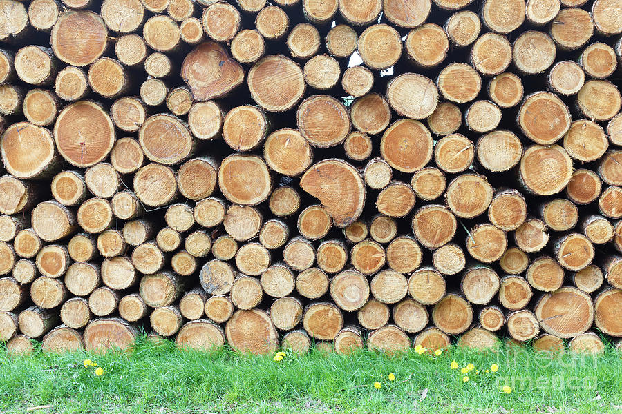 Nature Photograph - Woodpile On Grass #2 by Wladimir Bulgar/science Photo Library
