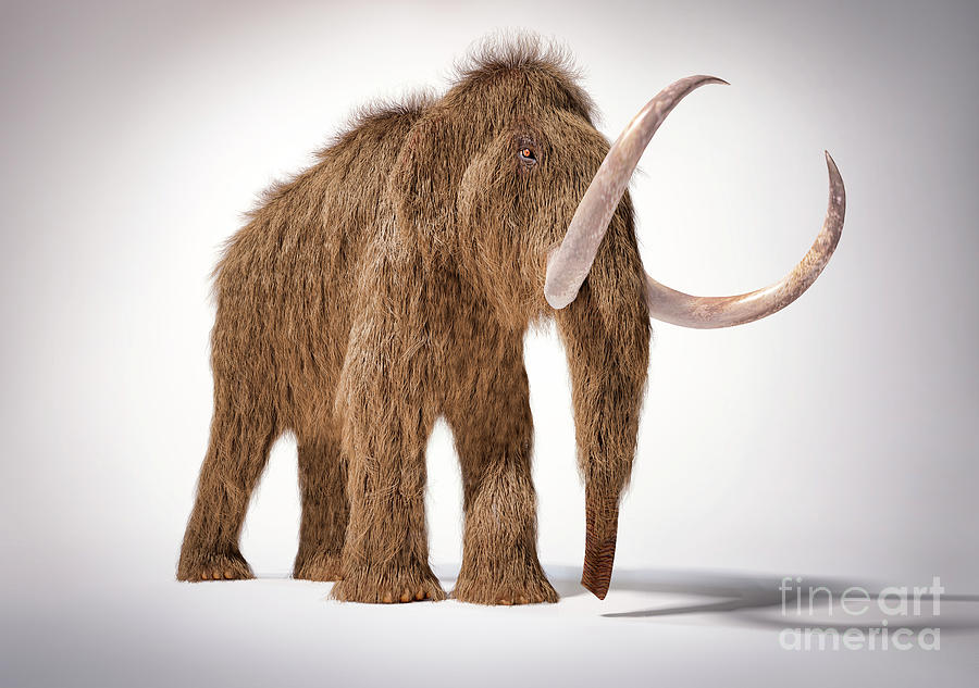 Woolly Mammoth #2 by Leonello Calvetti/science Photo Library