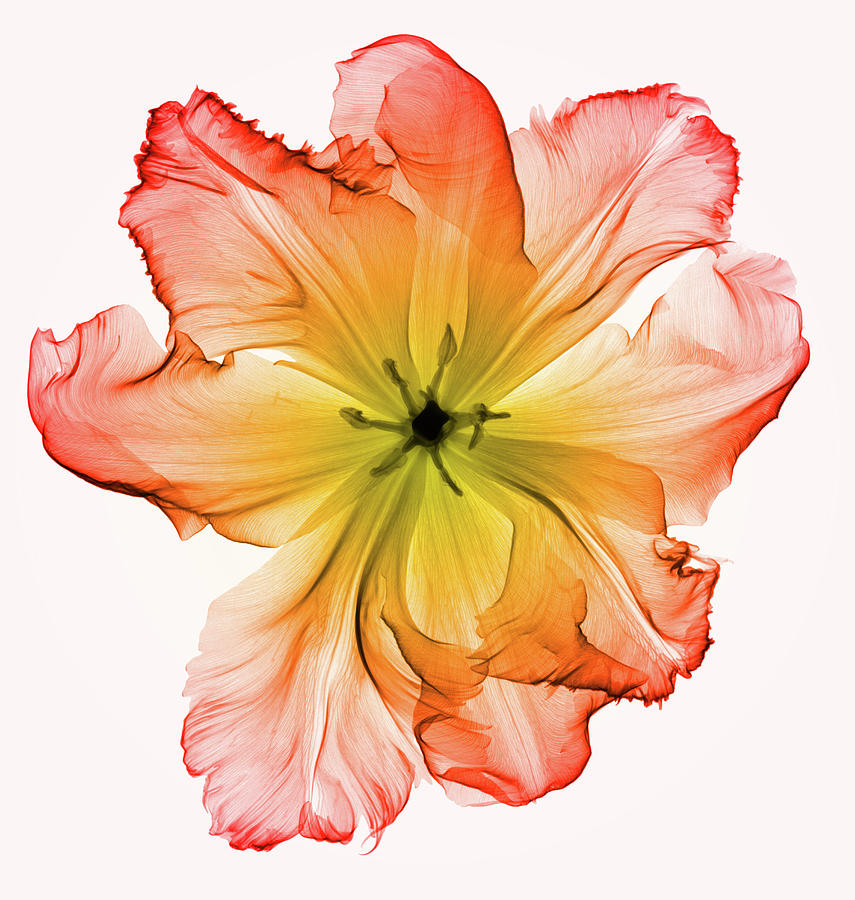 Xray Of A Tulip Flower 2 Photograph by Ted M. Kinsman Pixels