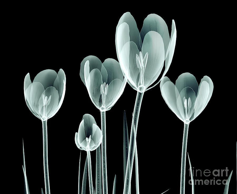 Xray Image Of A Flower  Isolated Digital Art by Posteriori