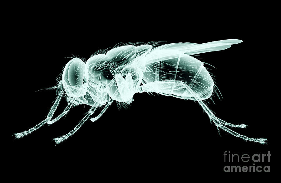 Xray Image Of An Insect Isolated Digital Art by Posteriori